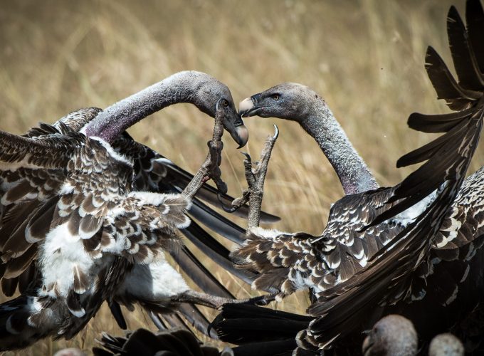 Wallpaper Vulture, Masai Mara, Kenya, bird, National Geographic Traveler Photo Contest, Animals 7398610414